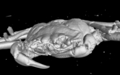 魚類、甲殻類、昆虫のCTスキャンをお引き受けいたします。検証、研究、教育に有効活用できます